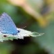 Holly Blue NB Black dots on underside