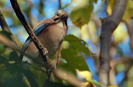 Montefiore Woodland Bird Surveys