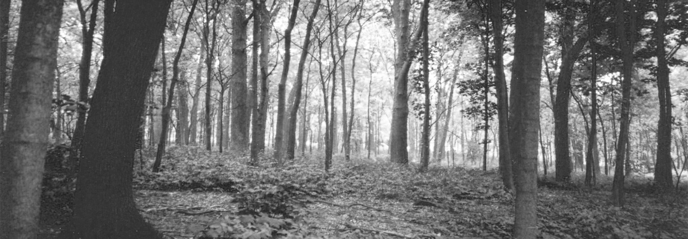 Friends of Montefiore Woodland History