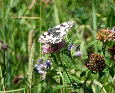 Marbled White big butterfly count July 2015