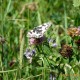 Marbled White big butterfly count July 2015