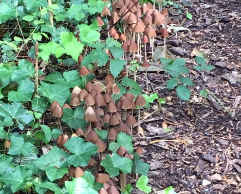 Funghi close to bark chippings