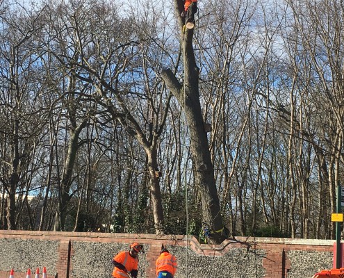 Tree removal to protect flint wall