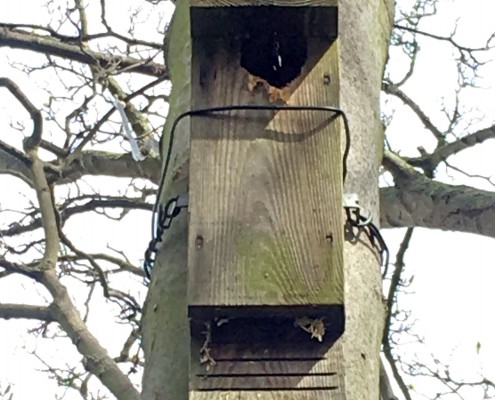 Bat box been damaged probably a Great Spotted Woodpecker