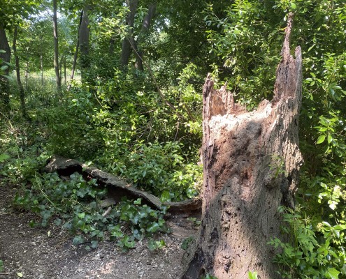 Remains of the Parakeet Tree