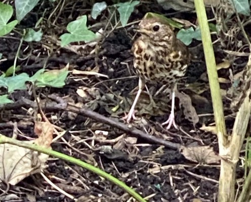 Thrush within the woodland