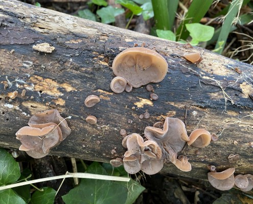 An example of funghi that can be found within the woodland