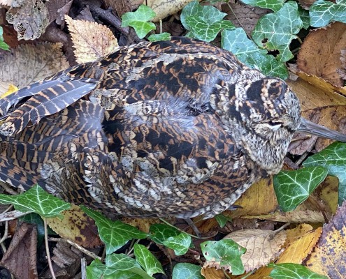 Woodcock in Woodland