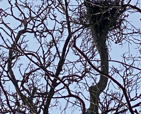 Pair of Crows were next building today 8th March 2024.