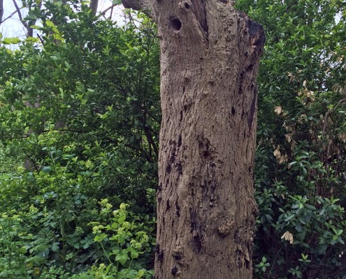 Orinally a pair of Parakeets nested in this dead Ash tree