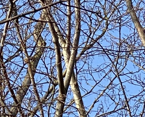 Can you spot the Crow?