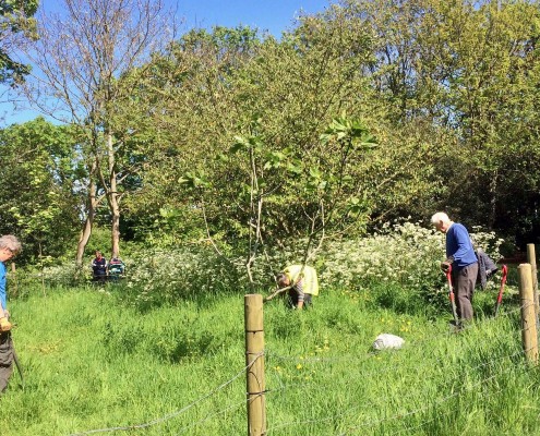 Beaytiful sunny day for our May work party!