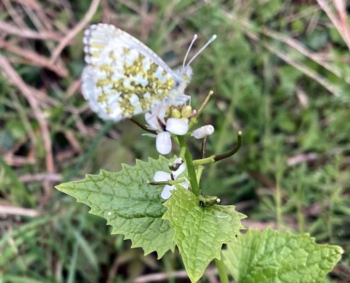 Female Orange-tip