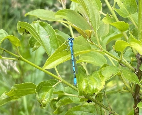 Azure damselfly