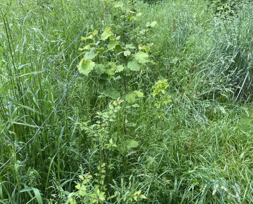 Growth of whips in first spring!