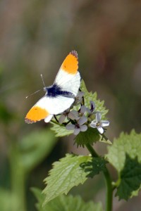 Male Orange-tip seen in woodland May 2024