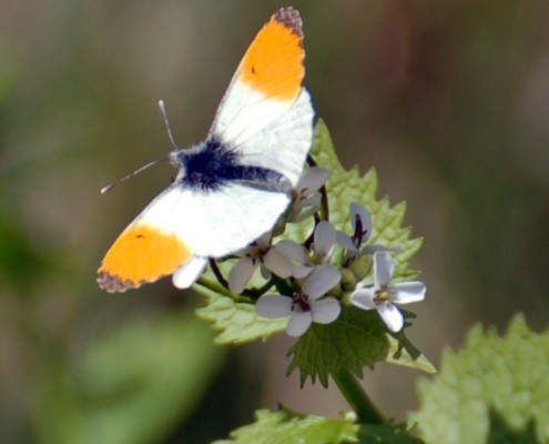 Male Orange-tip seen in woodland May 2024
