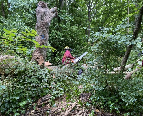 Tree surgeons in action