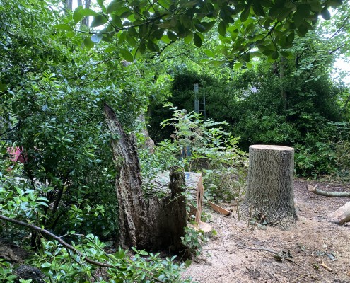 Alongside the old Parakeet tree