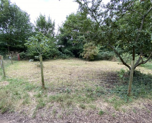 Pre- pruning Cotoneaster in meadow