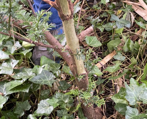 Squirrel bark stripping as ID Peter Hasted