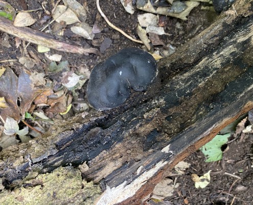 nest site tree degradation