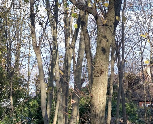 Spot the squirrels!