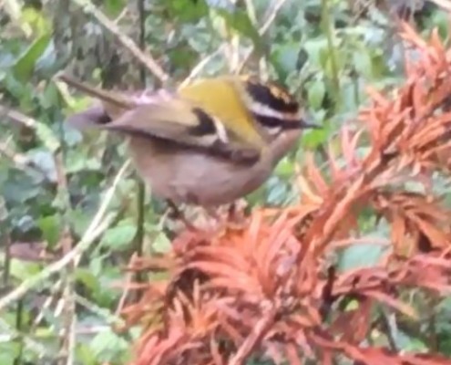 Firecrest G Craddock