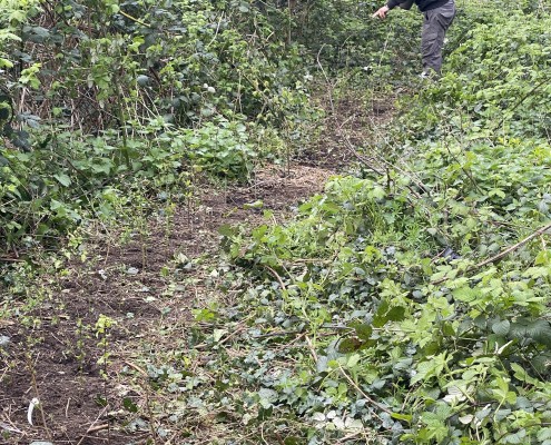 Trevor & Lin's hedge 4.4.2_5217 New Hedge April 2026