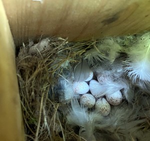 Blue-tit Eggs 13.5.26