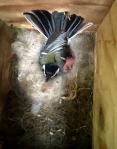 How many eggs is she possibly incubating?