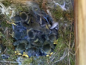 How many chicks can you see?