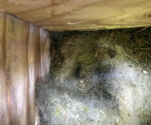 Great-tit chicks GONE!